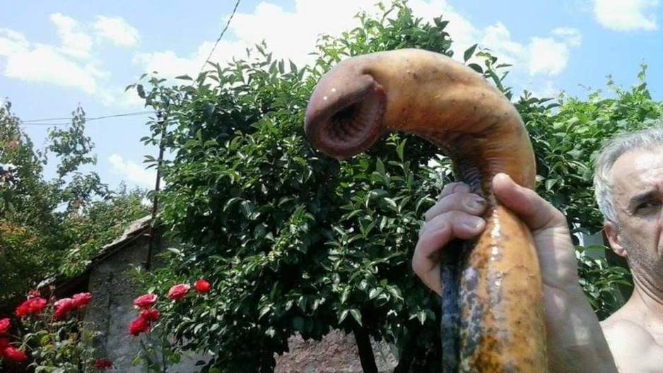 Foto: Dalmacija News