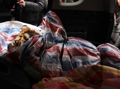 Policajci u autu bh. državljanina pronašli sibirskog tigra