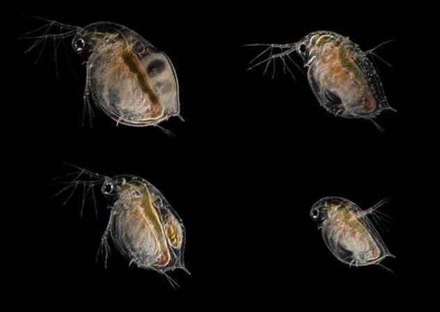 Daphnia