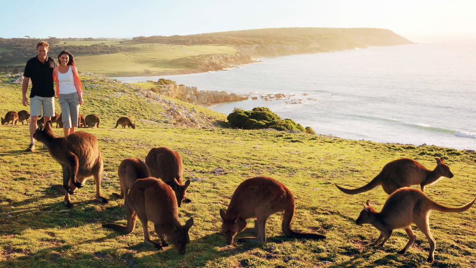 Otok Kenguru (Australija)
