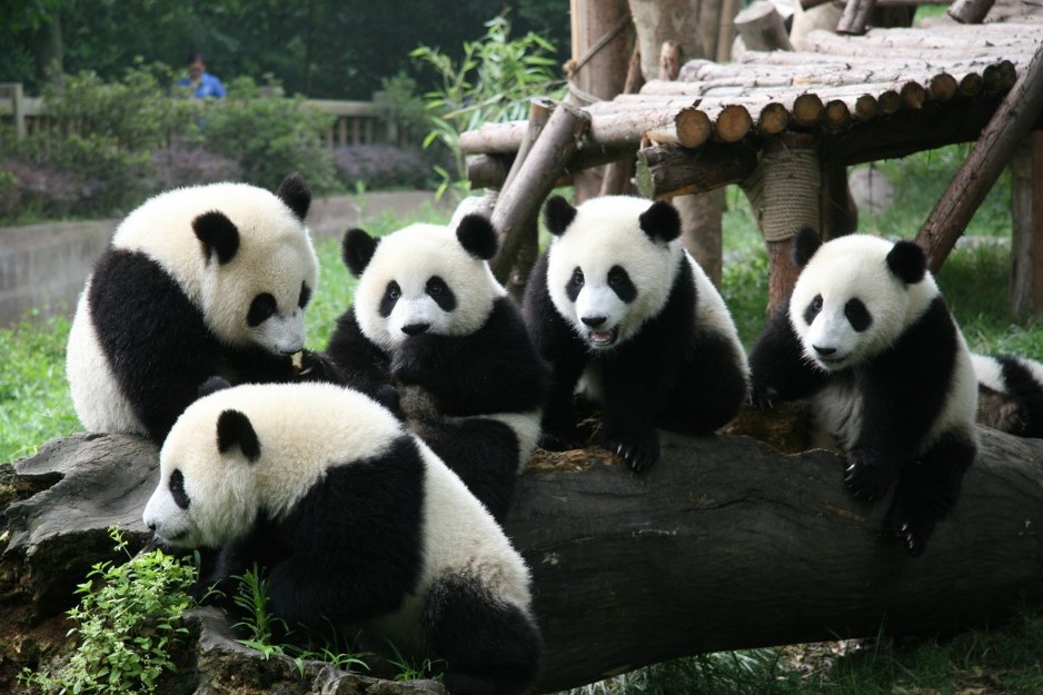 Upoznavanje chengdu