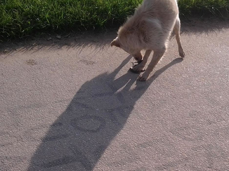 Zmija i pas na cesti