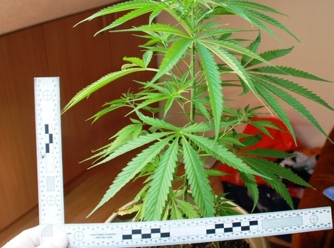 Zaplijenjena marihuana (Foto: MUP Brčko Distrikta)
