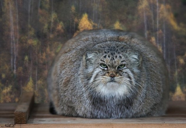 slike azijskih maca veliki kurac kucka shemale porno