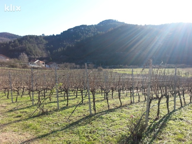 Vinograd u Trebinju (Foto: Klix.ba)