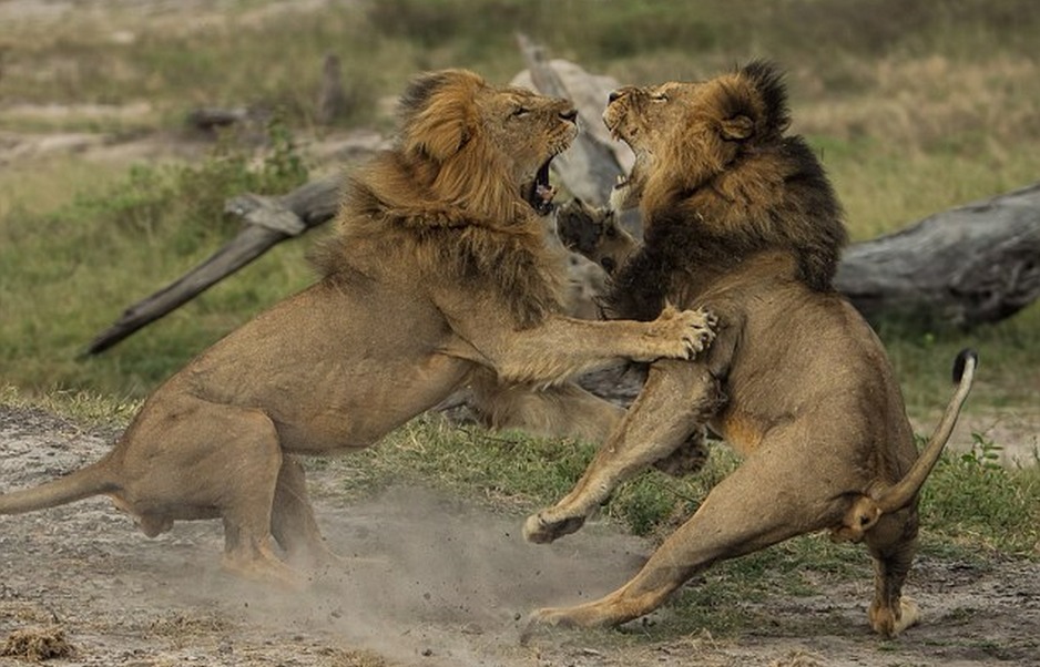 Cecil i Jericho