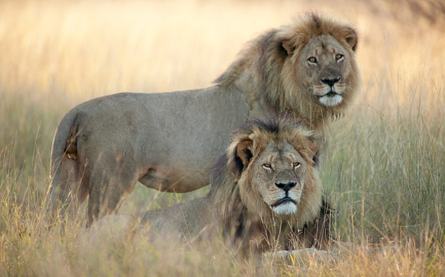 Cecil i Jericho