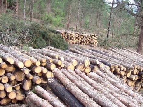 Ukradena drva (Foto: CJB Banja Luka)