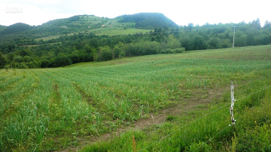 Plantaže bijelog luka (Foto: Klix.ba)