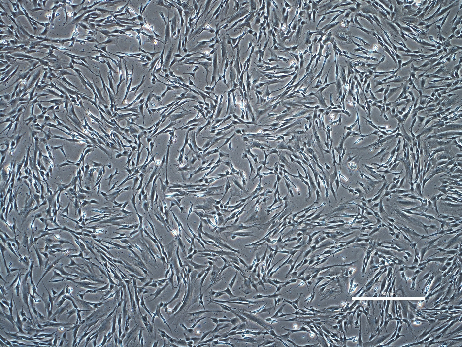 Embrionalne ćelije ne koriste se iz bioetičkih razloga (Foto: EPA)