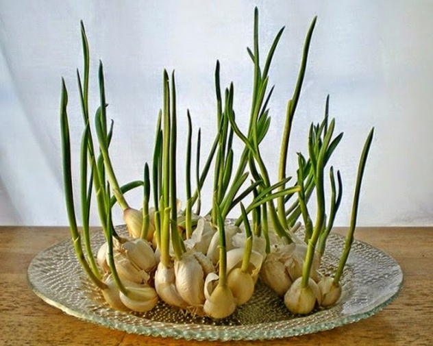 Bijeli luk