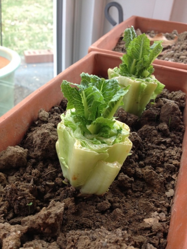Rimska salata