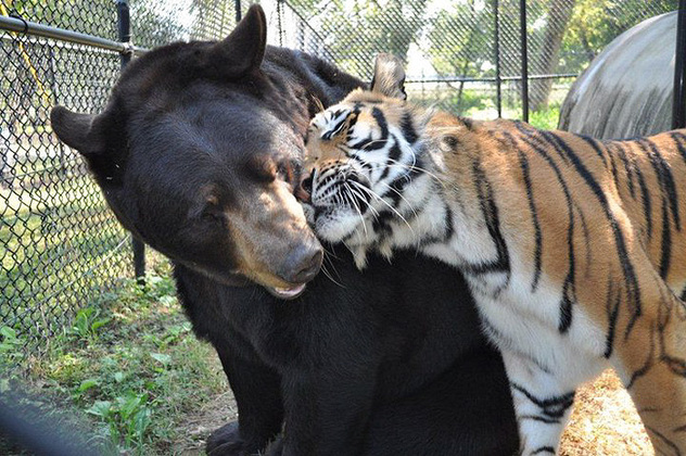 Foto: Bored Panda