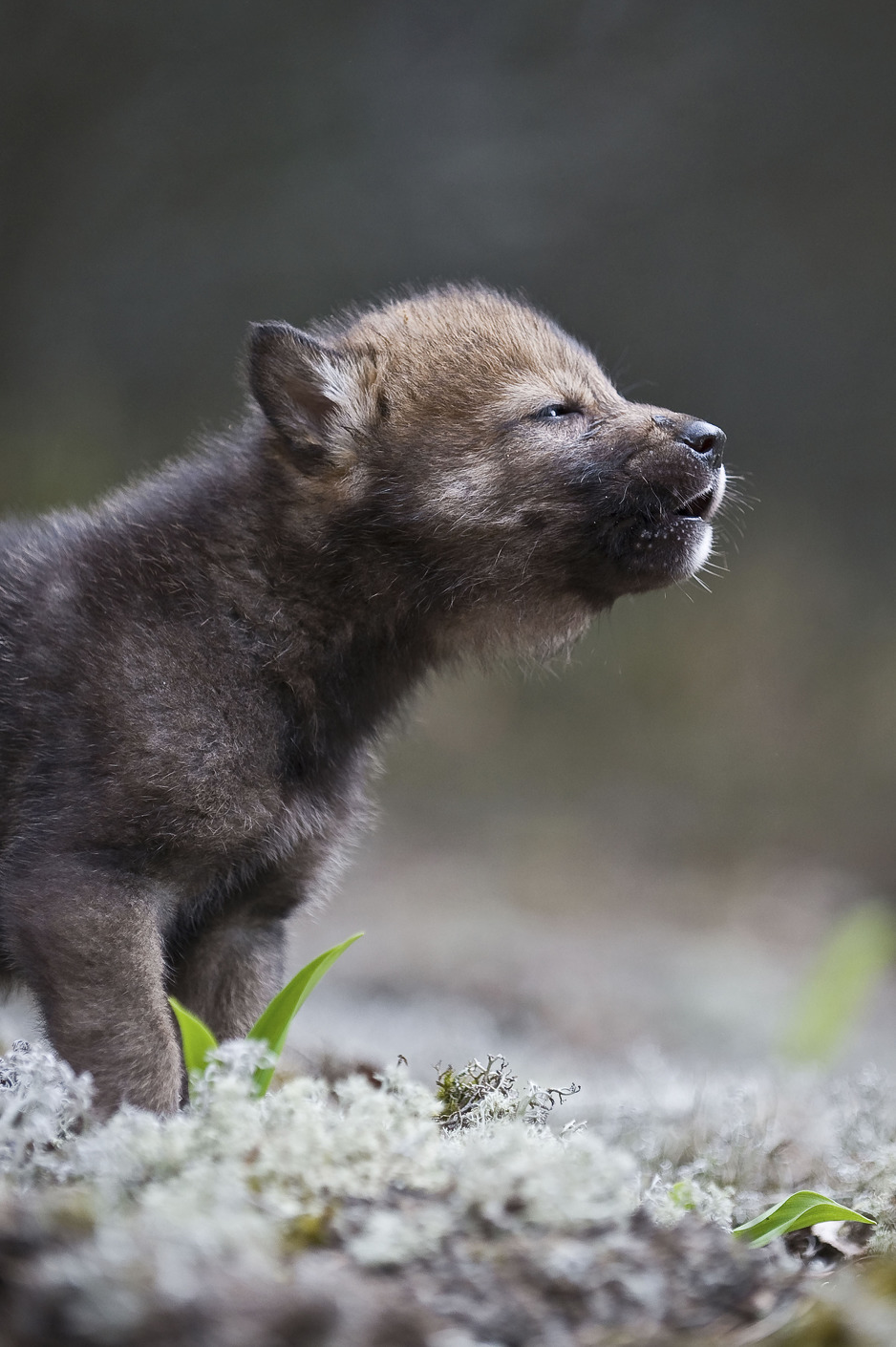 Vučić (Foto: Sergey Gorshkov/WWF)