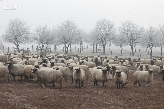 (Foto: Elmedin Mehić/Klix.ba)