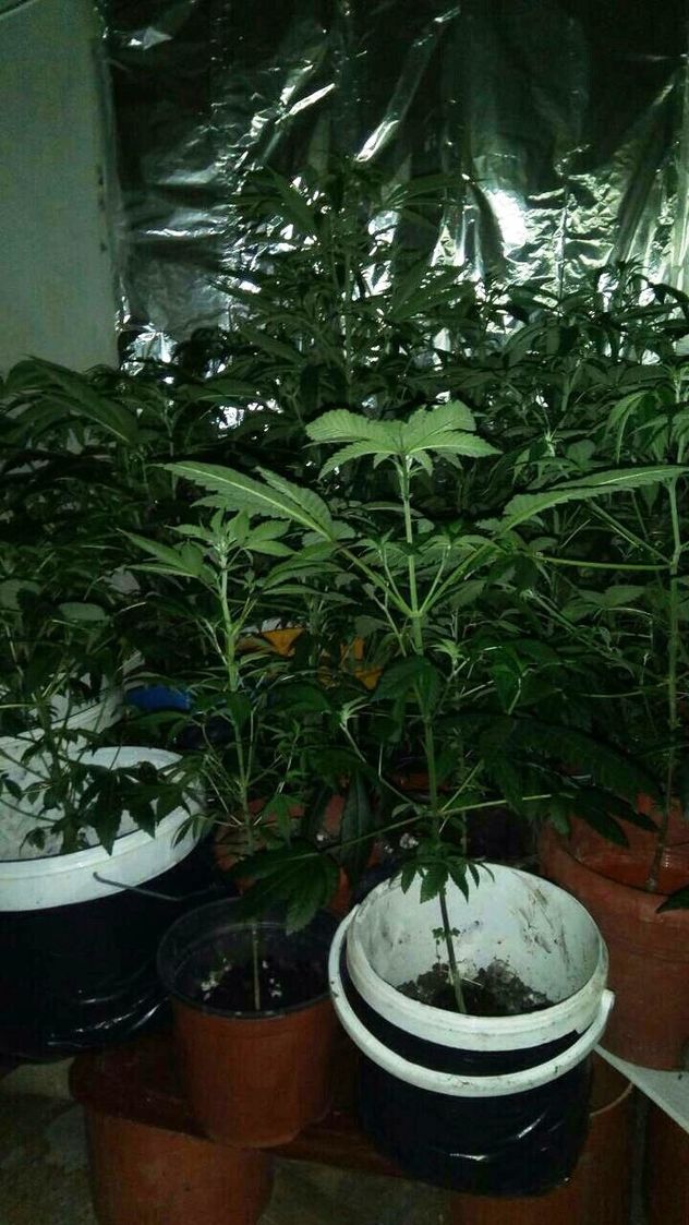 Prostorija specijalno namjenjena za uzgoj i proizvodnju opojnih sredstava (Foto: MUP KS)