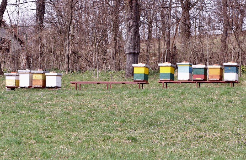 Pčele za oprašivanje malina (Foto: Davorin Sekulić/Klix.ba)