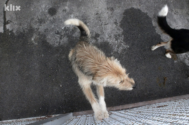 (Foto: Elmedin Mehić/Klix.ba)