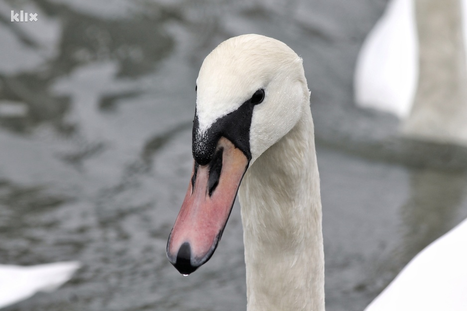 Foto: Elmedin Mehić/Klix.ba