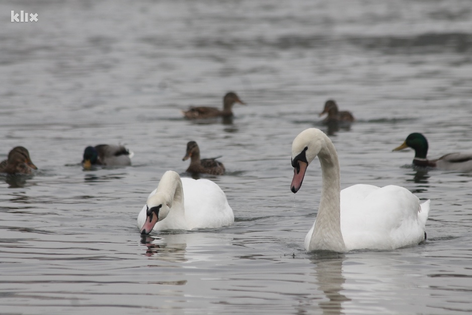 Foto: Elmedin Mehić/Klix.ba