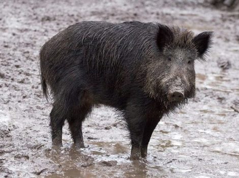Divlje svinje prenose virus iz jedne u drugu državu