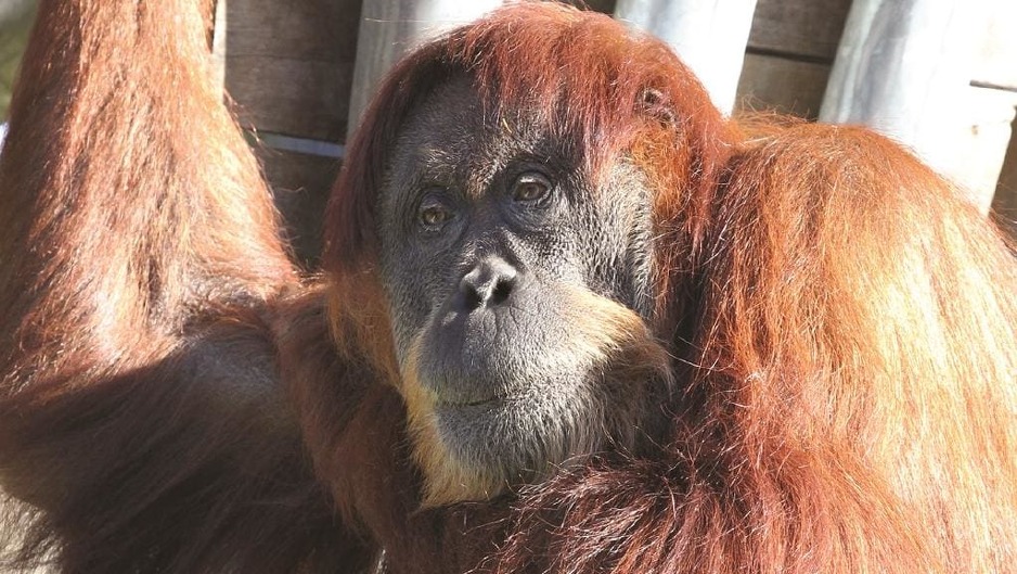 Foto: Perth Zoo