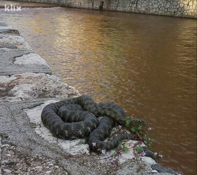 Foto: Čitatelj