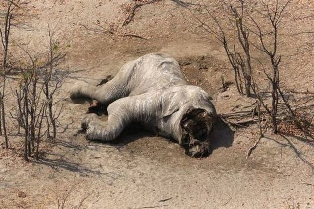 Foto: Elephants Without Borders
