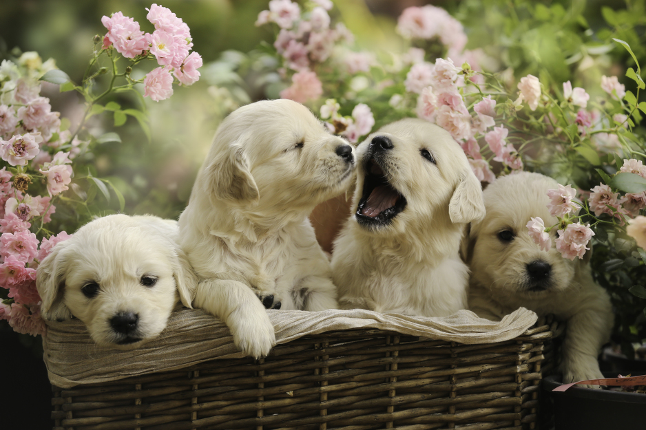 Ilustracija: Shutterstock