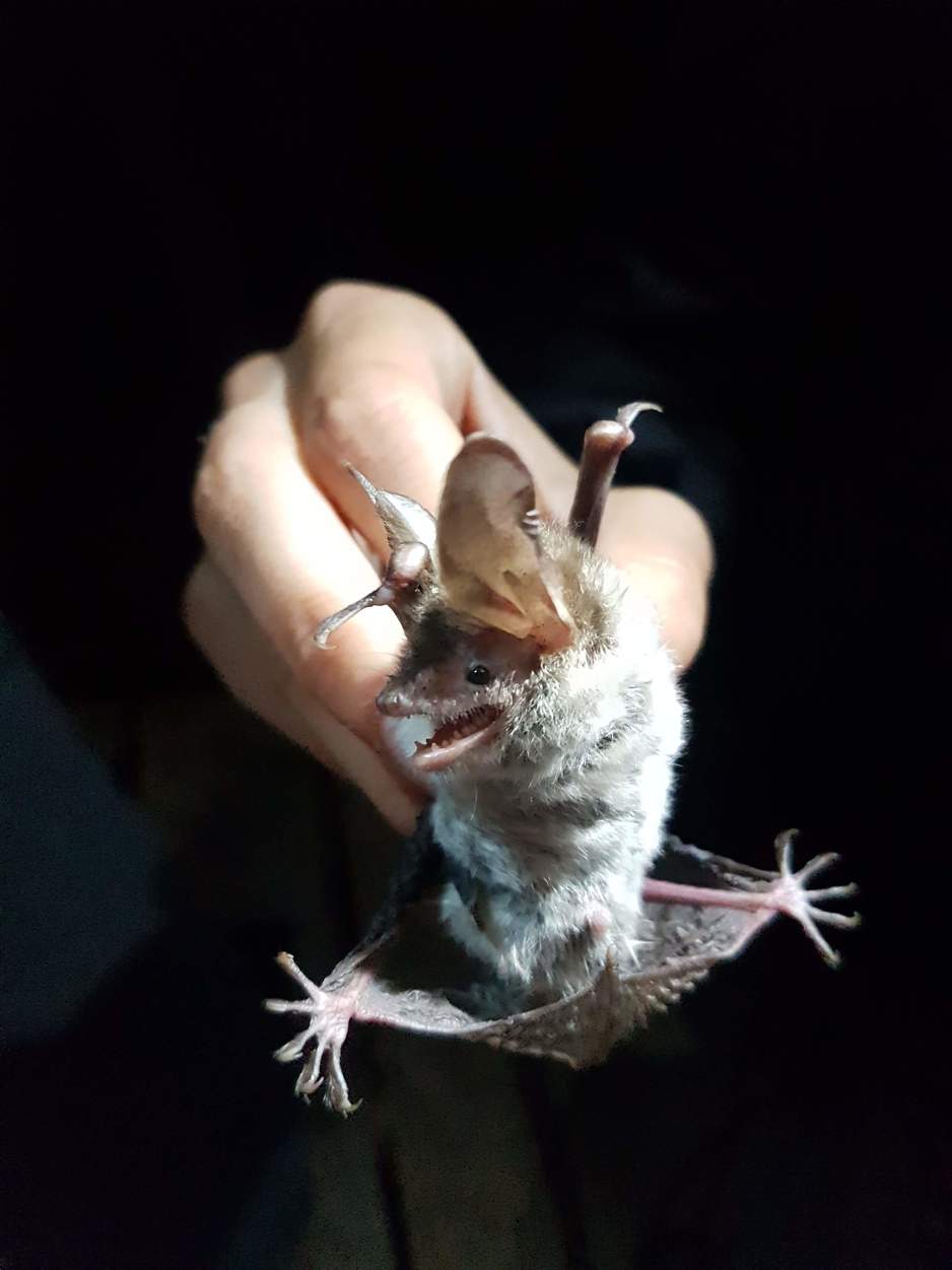Patuljasti brkati šišmiš