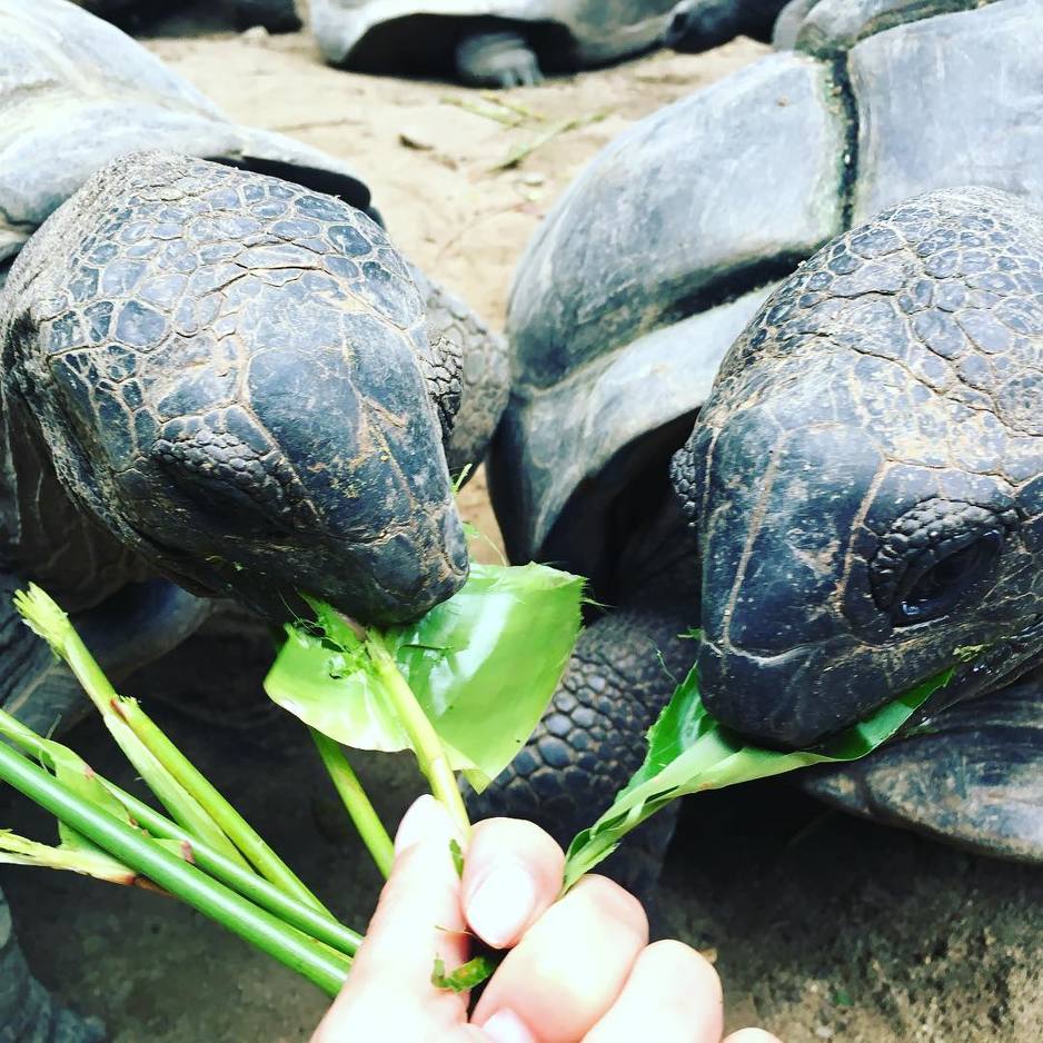 Foto: Instagram (Nacionalni botanički vrt)