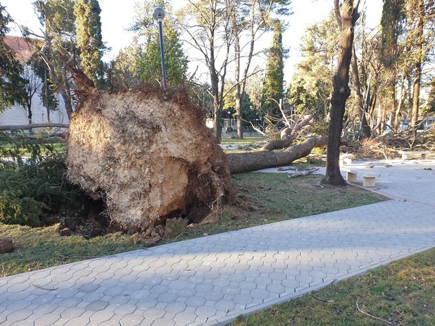 Iščupana stabla u Trebinju (Foto: Trebinjelive)