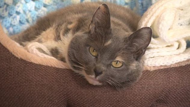 Foto: Woodside Sanctuary/BBC