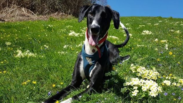 Foto: RSPCA