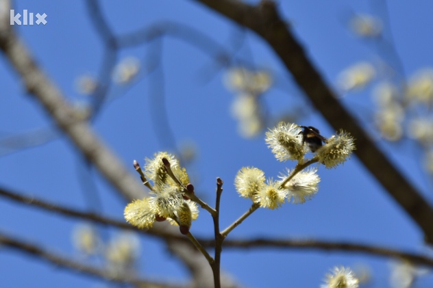 (Foto: M. O./Klix.ba)