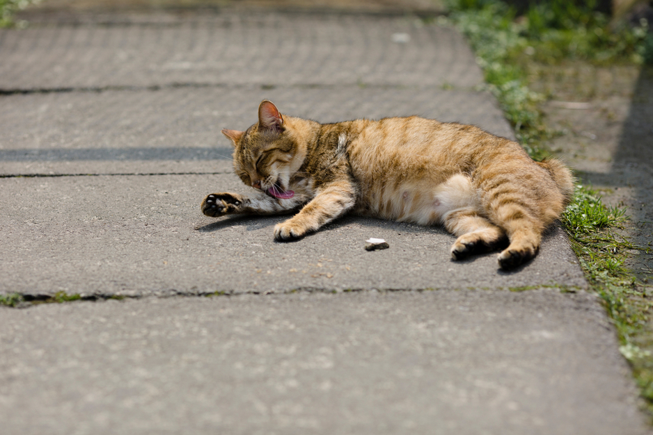 Foto: Shutterstock