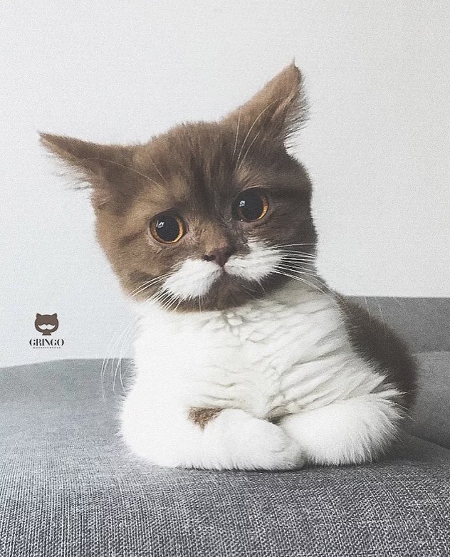 Slatka crna maca tekst