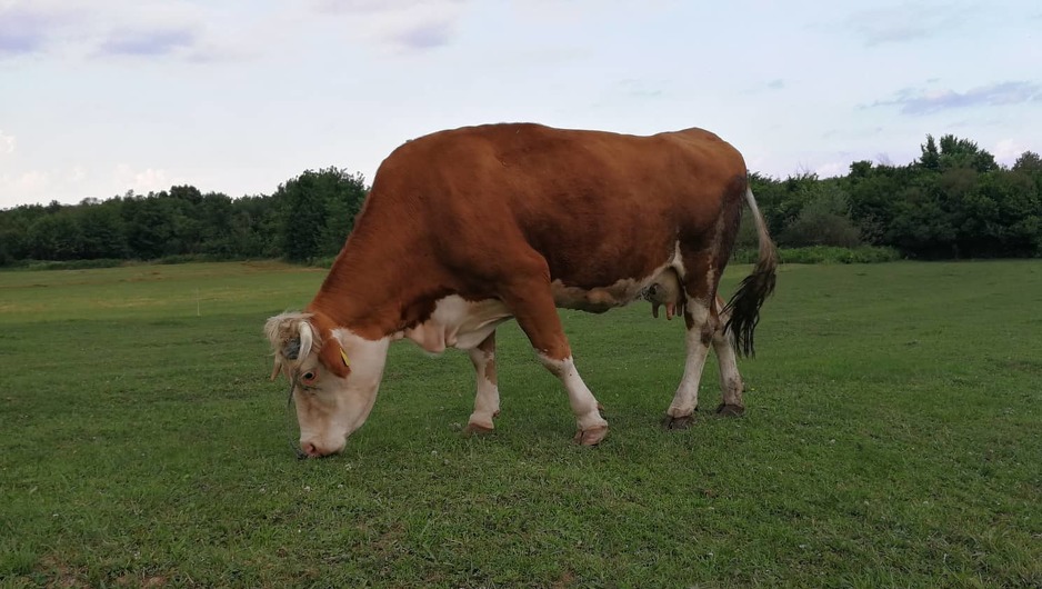 Foto: Udruženje