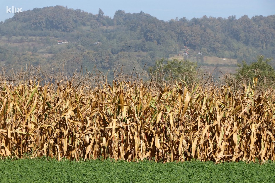 Zasadi kukuruza (Foto: A. K./Klix.ba)