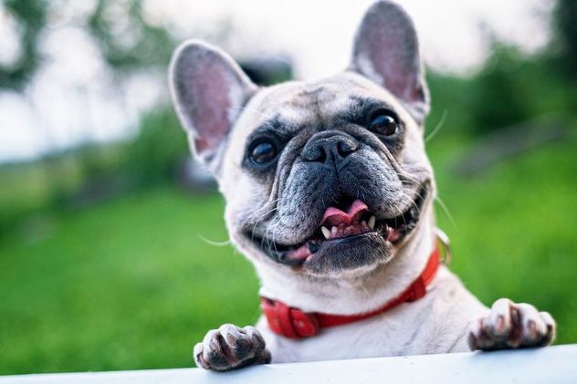 Francuski buldog