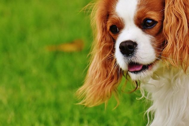 Cavalier King Charles španijel
