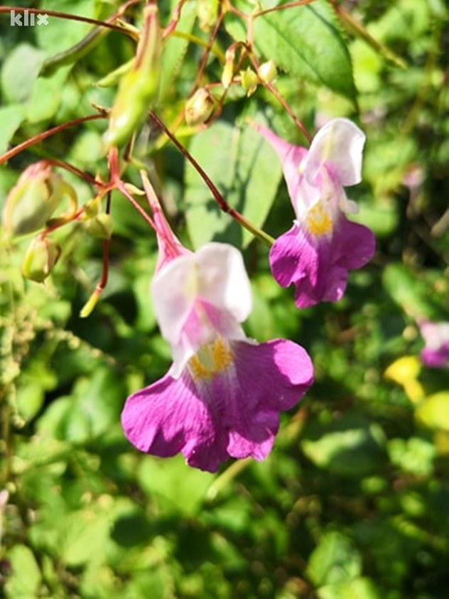 Impatiens balfourii Hook F.