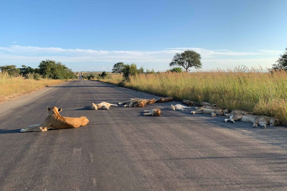 Foto: Richard Sowry/Kruger National Park
