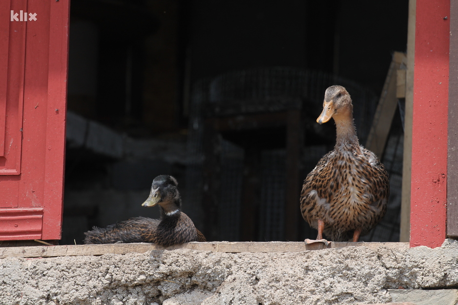 Foto: E. M./Klix.ba