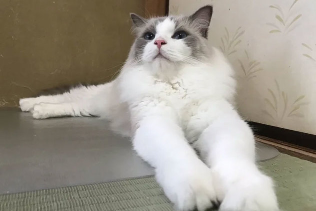 Foto: My Cat Yugawara
