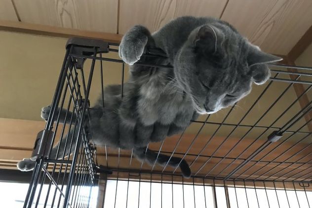 Foto: My Cat Yugawara