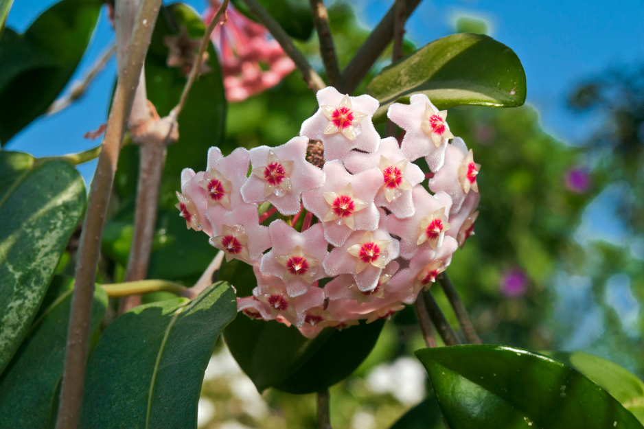 Hoya najviše voli cvjetati tokom jeseni i zime, Ilustracija: Shutterstock