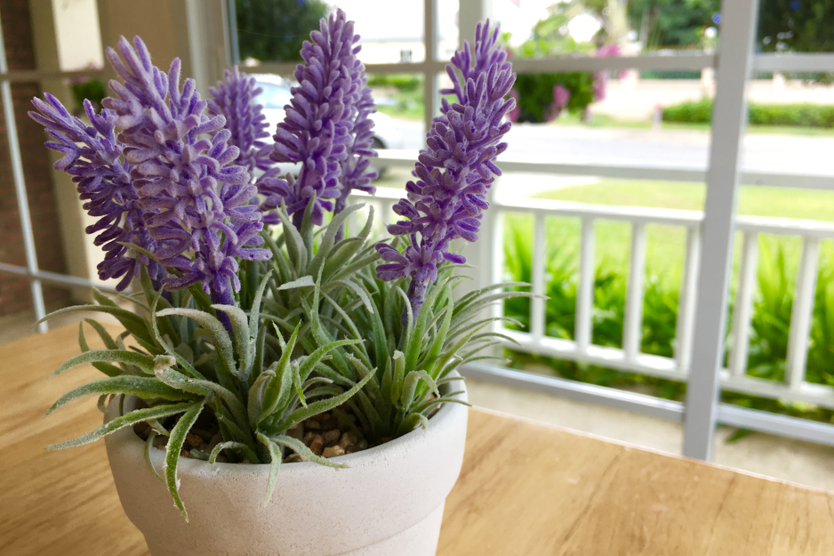 Francuska lavanda voli stjenovita područja, Ilustracija: Shutterstock