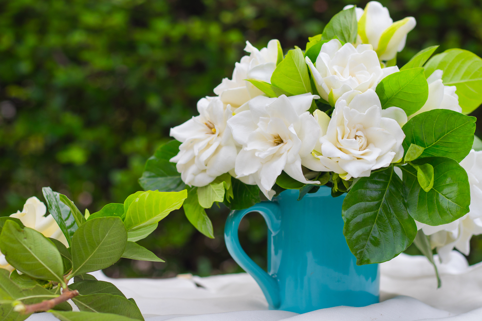 Gardeniji je potrebno šest do osam sati jakog, indirektnog sunčevog svjetla, Ilustracija: Shutterstock