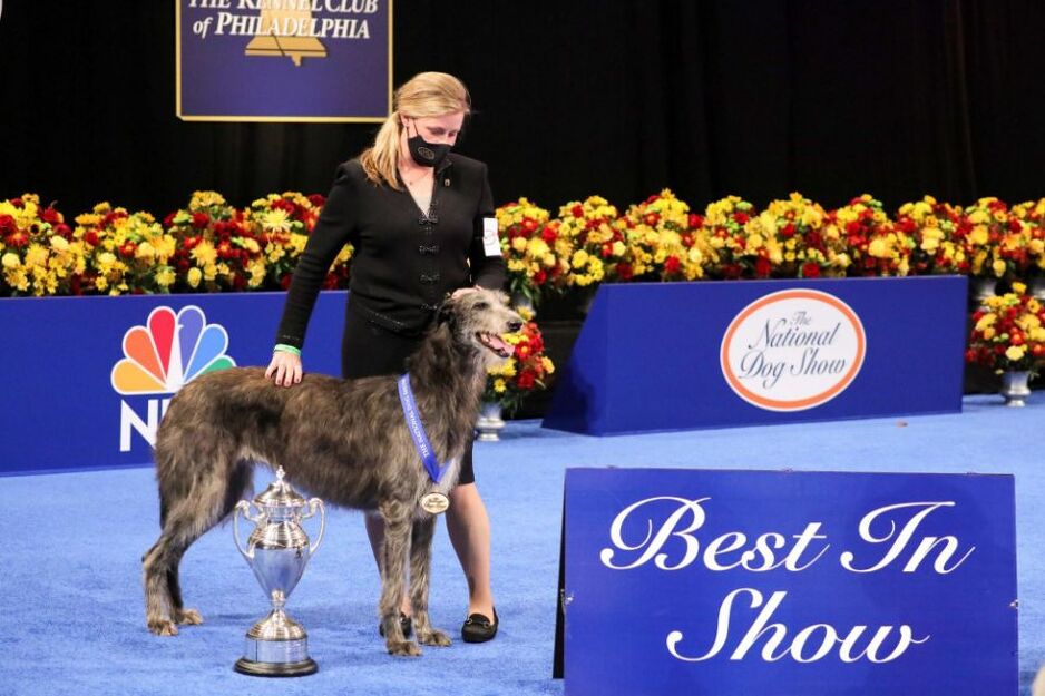 Claire škotski jelenski hrt (Foto: Bill McCay/NBC)